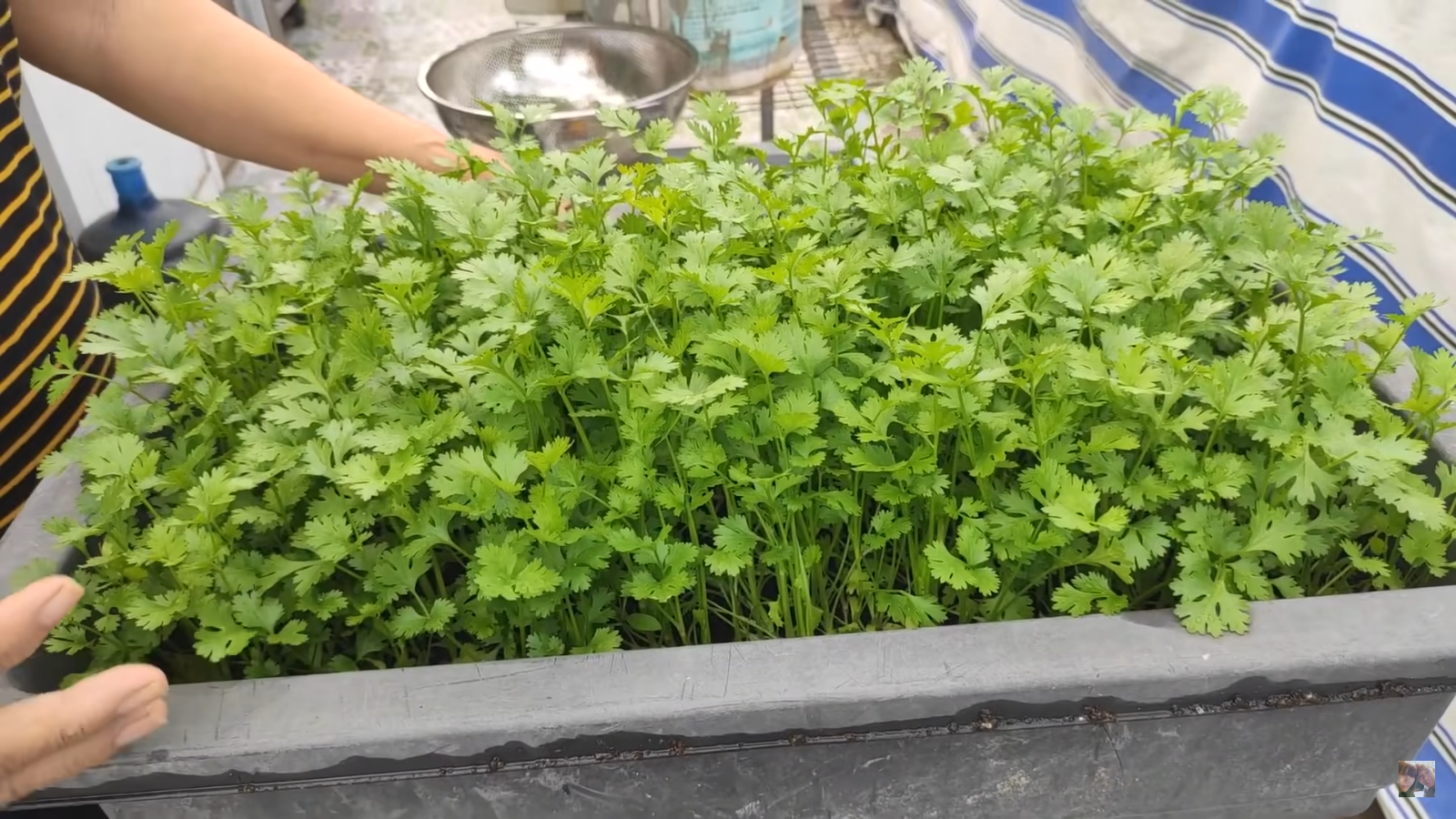 [HCM] Ngò rí Việt Thái 20g