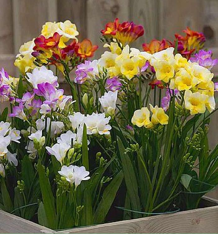 Bộ 5 củ giống hoa lan nam phi nhiều màu - ( Kèm 5 viên nén xơ dừa ươm củ )