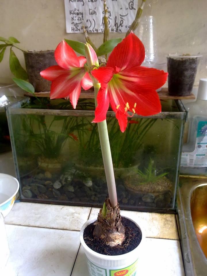 Combo 2 củ hoa huệ tây ( 1 củ hoa màu hồng đào và 1 củ hoa màu đỏ nhung)