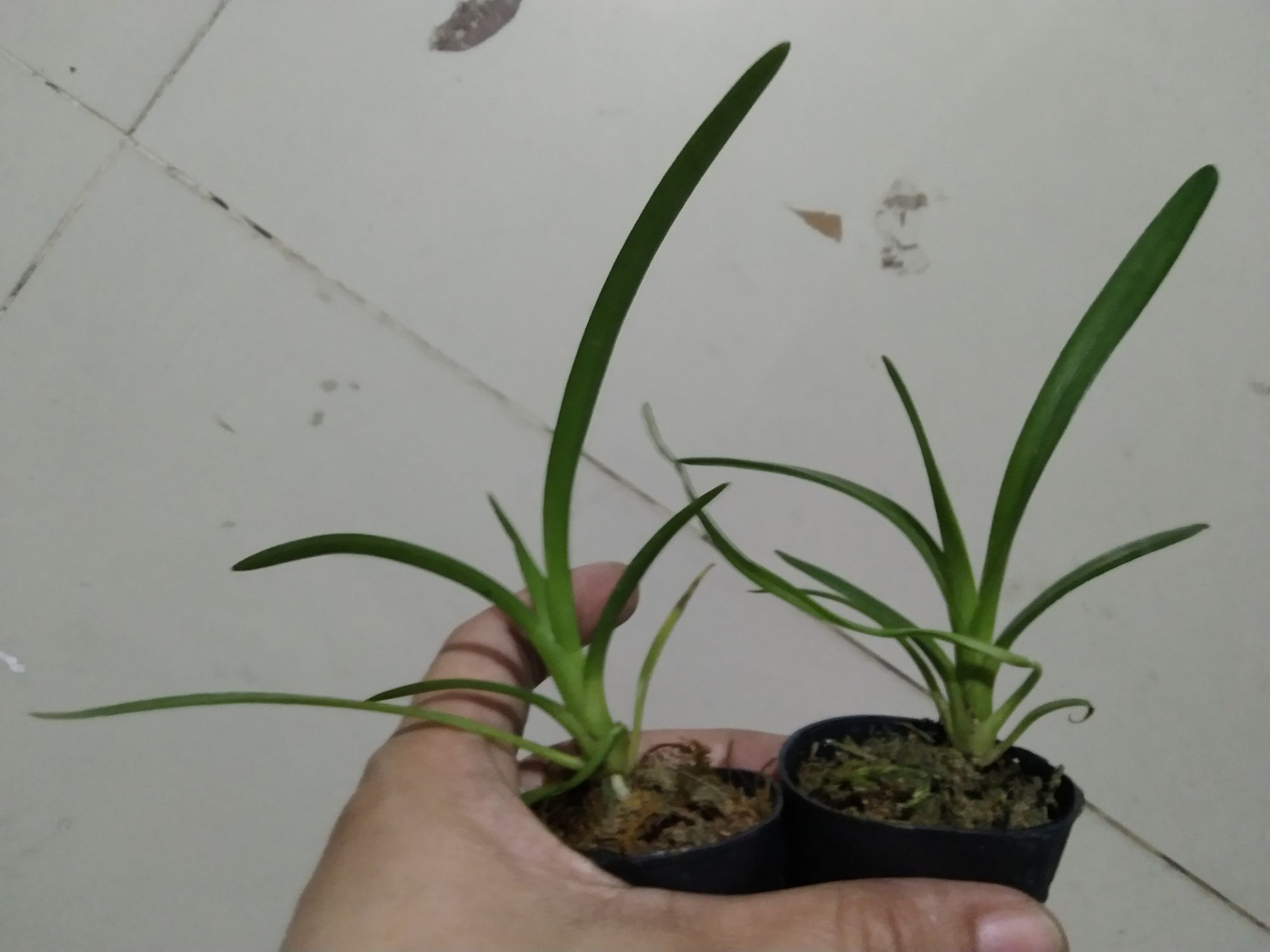Lan kiếm Hoàng Long ( Phan Trí) giống