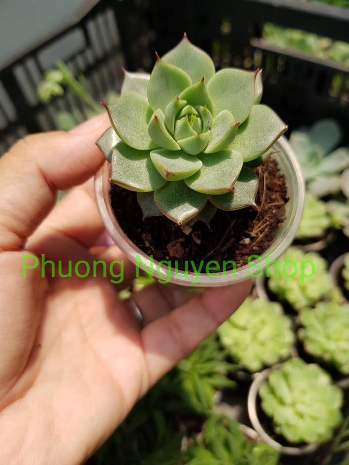 Sen Đá Bông Hồng Lửa