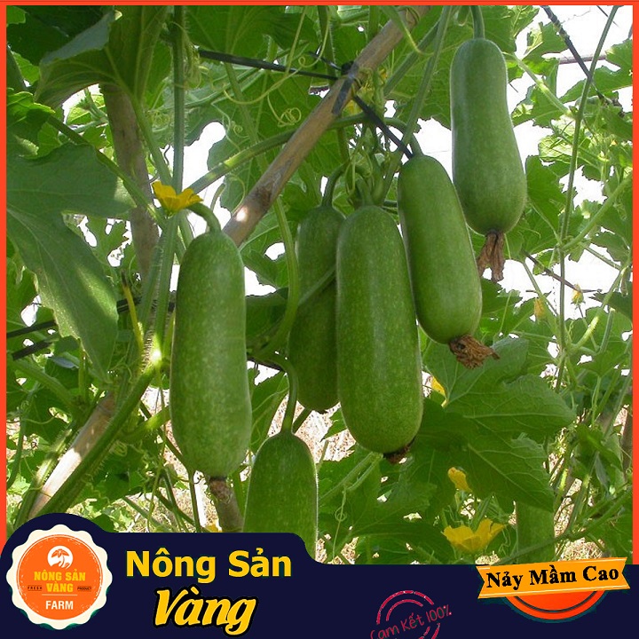 Hạt giống Bí Đao Chanh F1, Năng suất cao  Gói 15 Hạt) - Nông Sản Vàng