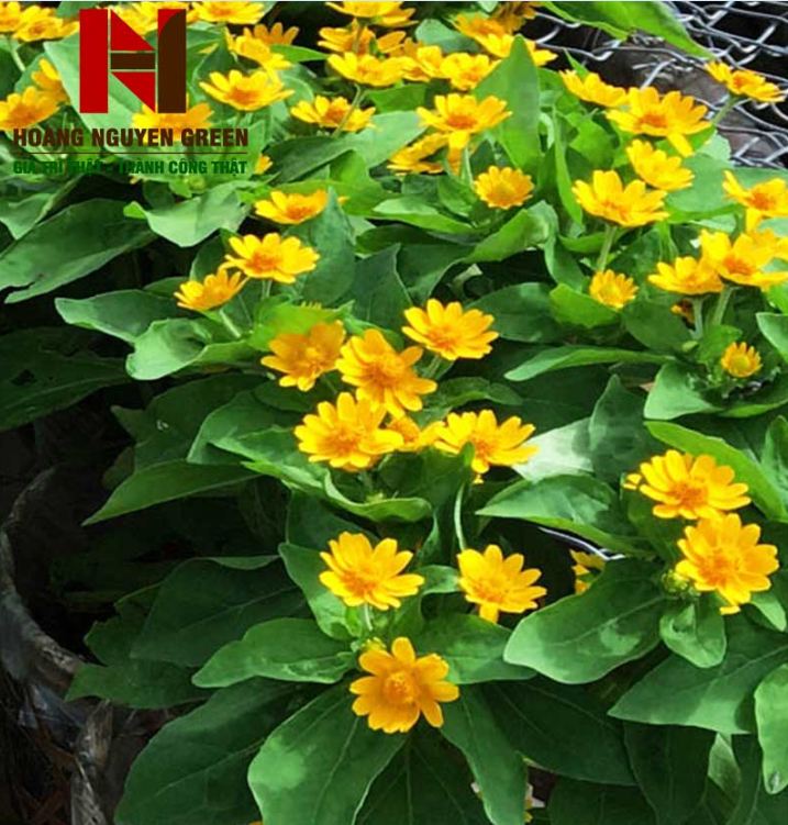 Hạt giống hoa cúc mặt trời  -  gói 50 hạt