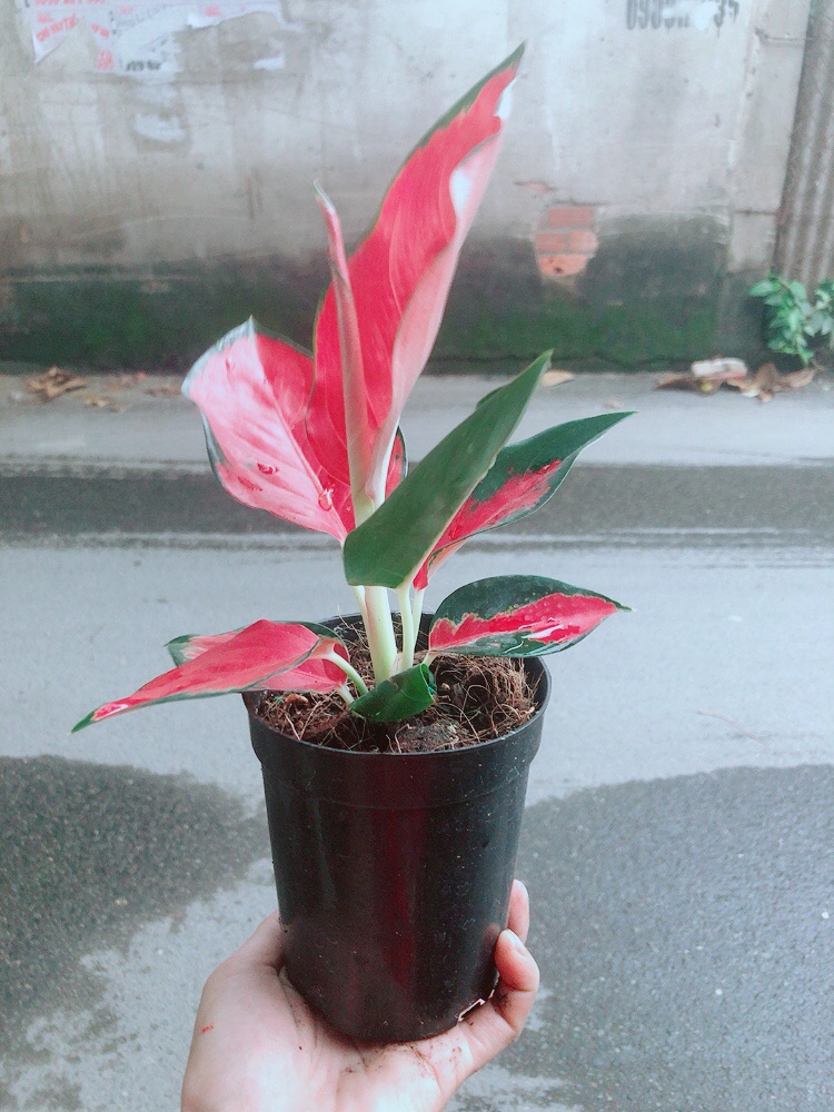 [HCM]Cây Phú Quý Đỏ Giống Đặc Biệt