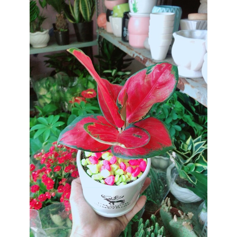 Chậu Cây Huyết Rồng Đỏ