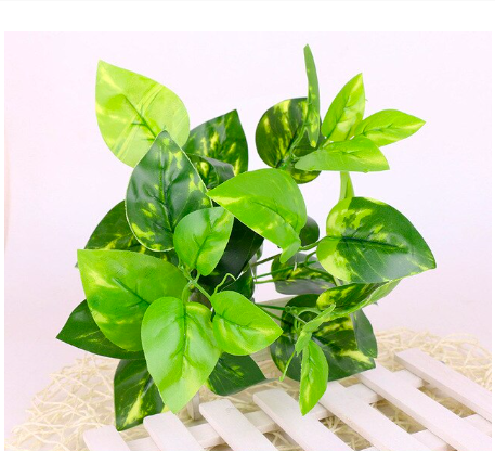 Cụm Cỏ Lá Trầu Bà Đốm Dài 20cm