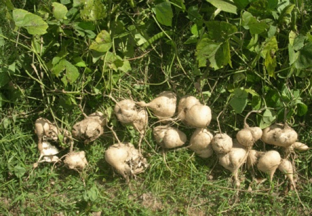 Hạt giống củ đậu 100gam - củ to năng suất cao