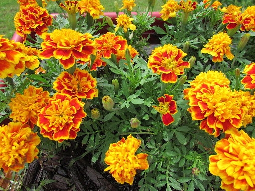Pack of 100 Multicolored French Marigold Seeds.