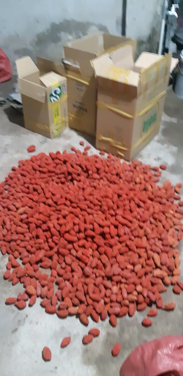 Nghệ đỏ cho gà đá nguyên củ (nghệ Xà Cừ) 100g