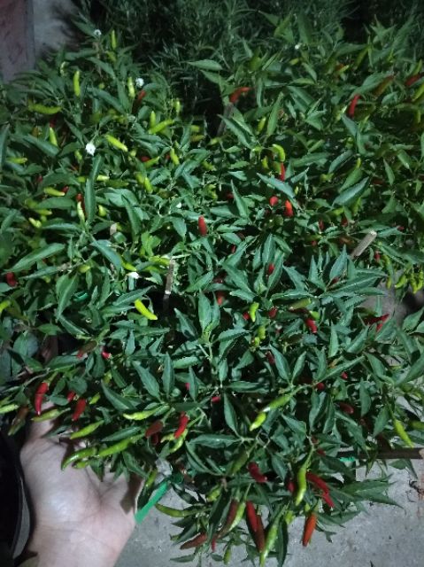Cây Ớt xanh ( hiểm) đang trái