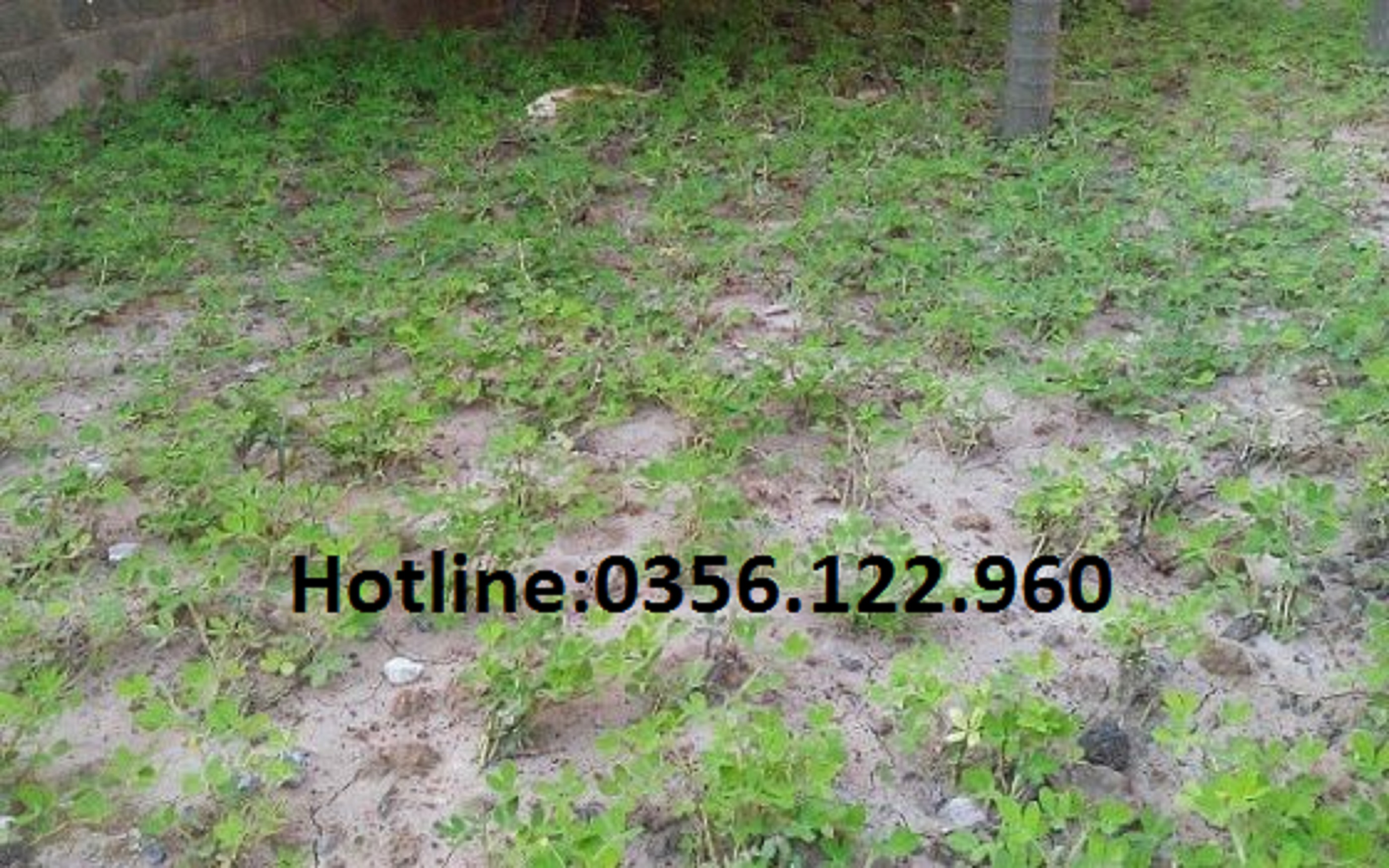 Hạt giống cỏ lạc dại (đậu phộng) trồng thảm 100 hạt