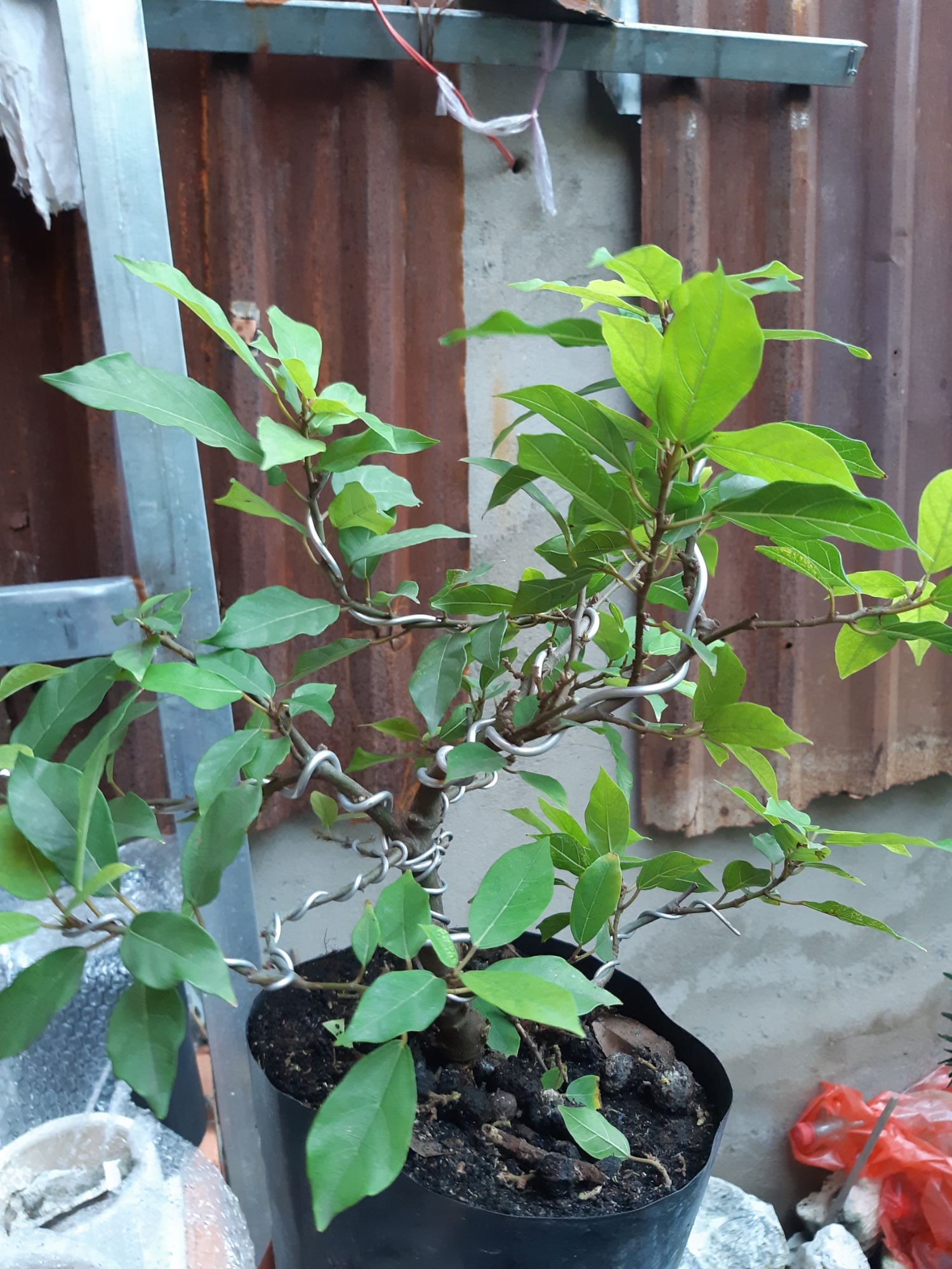 sung bonsai siêu trái