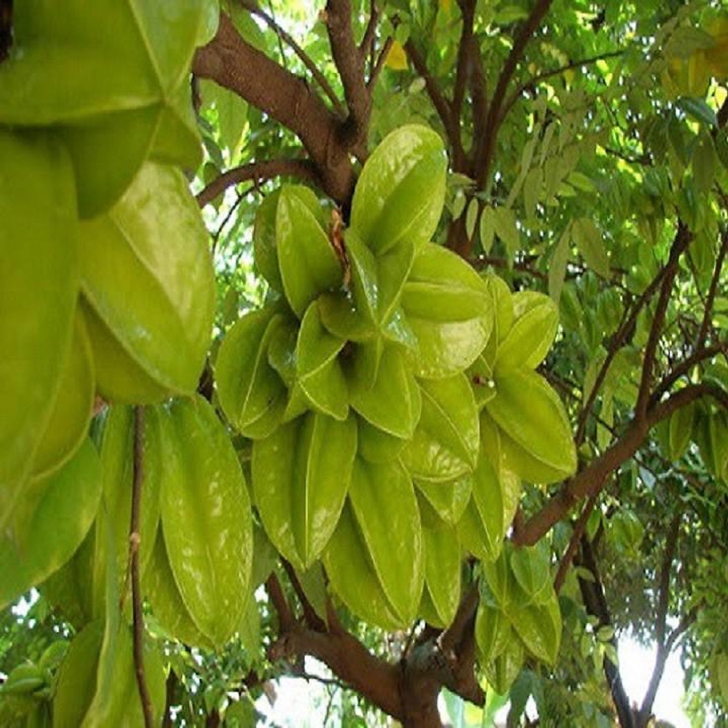 Cây giống cây khế chua, quả sớm, siêu quả
