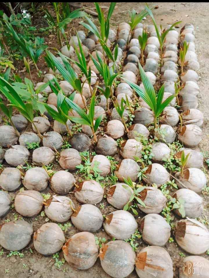 COMBO 4 CÂY DỪA SÁP GIỐNG ĐẶC RUỘT