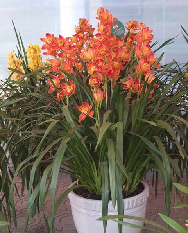 COMBO 3 củ giống hoa địa lan santo hoa Đỏ - ( 3 củ ) VTNT
