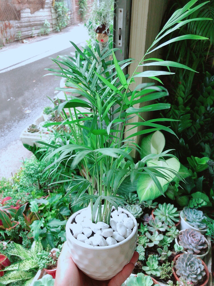 [HCM]Chậu Cây Cau Tiểu Trâm
