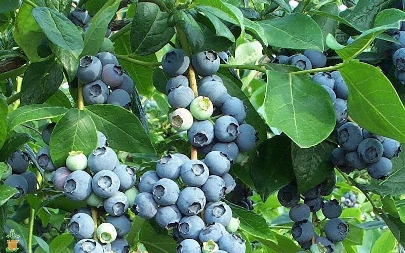 CÂY GIỐNG VIỆT QUẤT SẮP CHO QUẢ