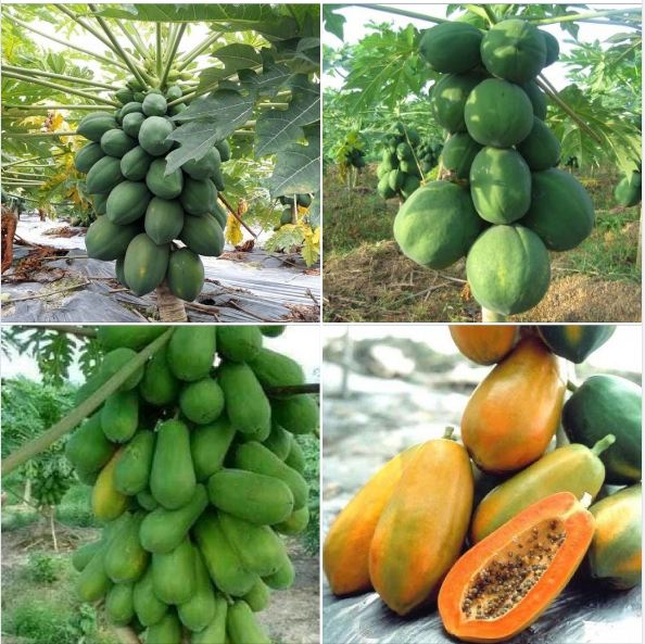 Hạt giống đu đủ lùn xanh siêu trái - Gói 20 hạt