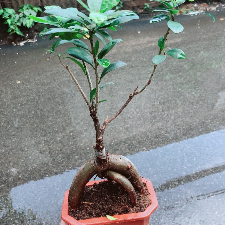 Cây Si Bonsai