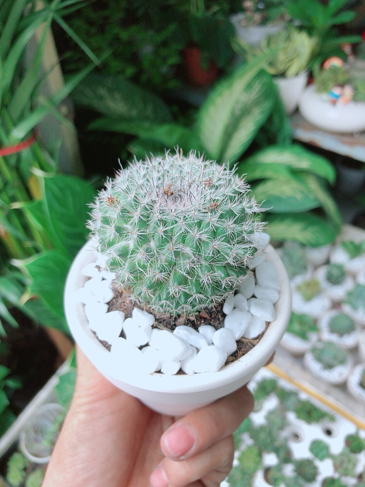 Chậu Xương Rồng Bánh Sinh Nhật