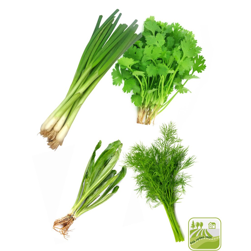 Combo Hạt Giống Các Loại Rau Gia Vị (Hành Lá, Ngò Rí, Thì Là, Ngò Gai)