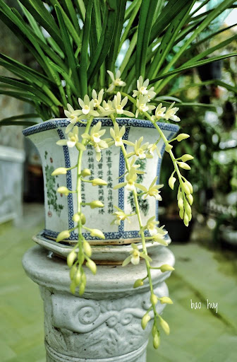 kiếm giống tuyết ngọc