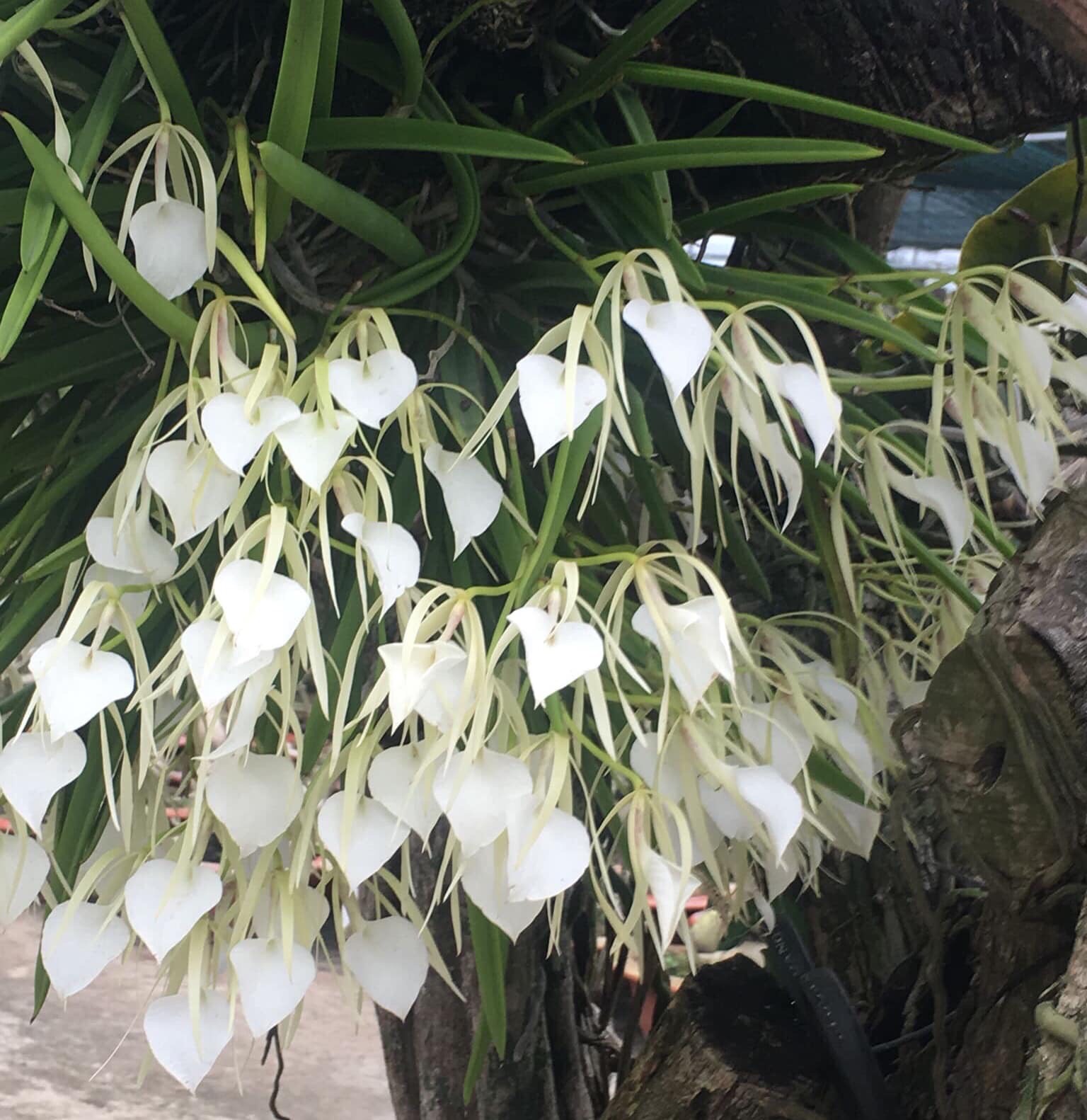 Hoa lan Brass nữ hoàng bóng đêm