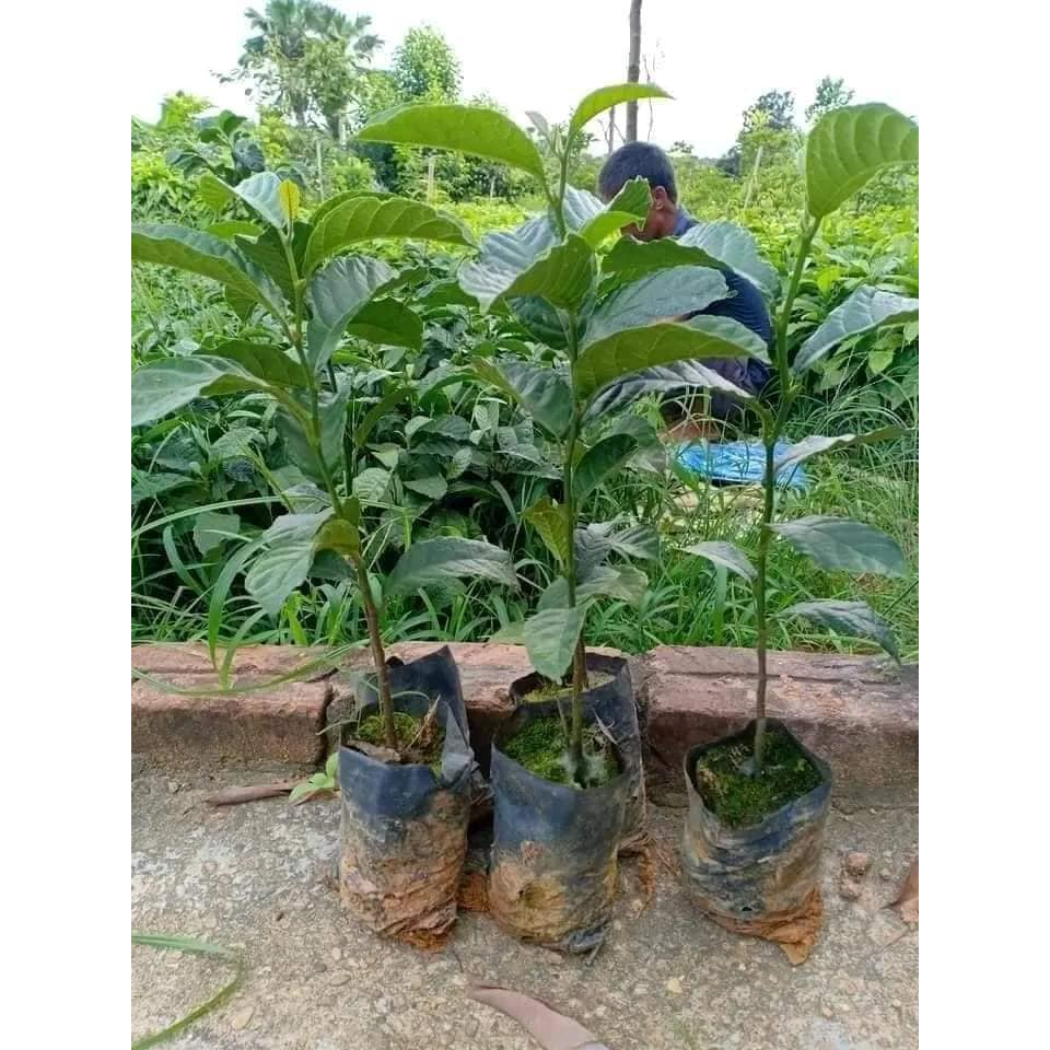 Cây chay ruột đỏ giống