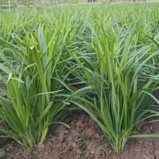 Hạt giống hẹ ta ăn lá - gói 2gram( 330  hạt )
