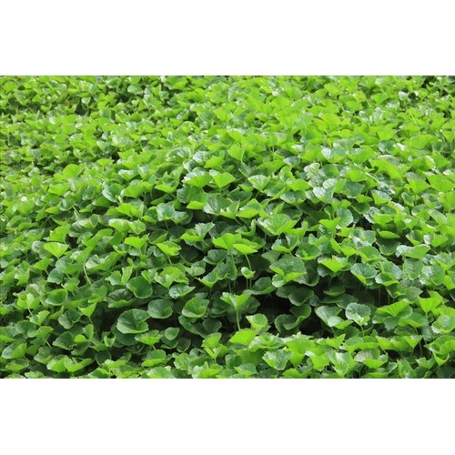 BẦU RAU MÁ TA (rau má dù, rau má lá nhỏ)