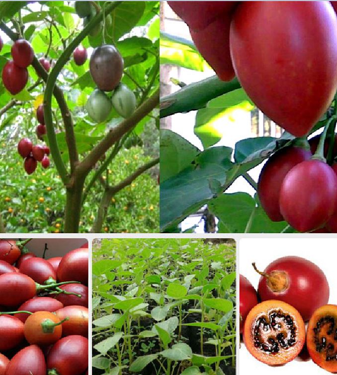 Hạt giống cà chua thân gỗ - gói 10 hạt