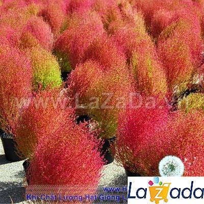 100h Hạt Giống Cỏ Đổi Màu (TLB3| -KD: B30*V45*M006)