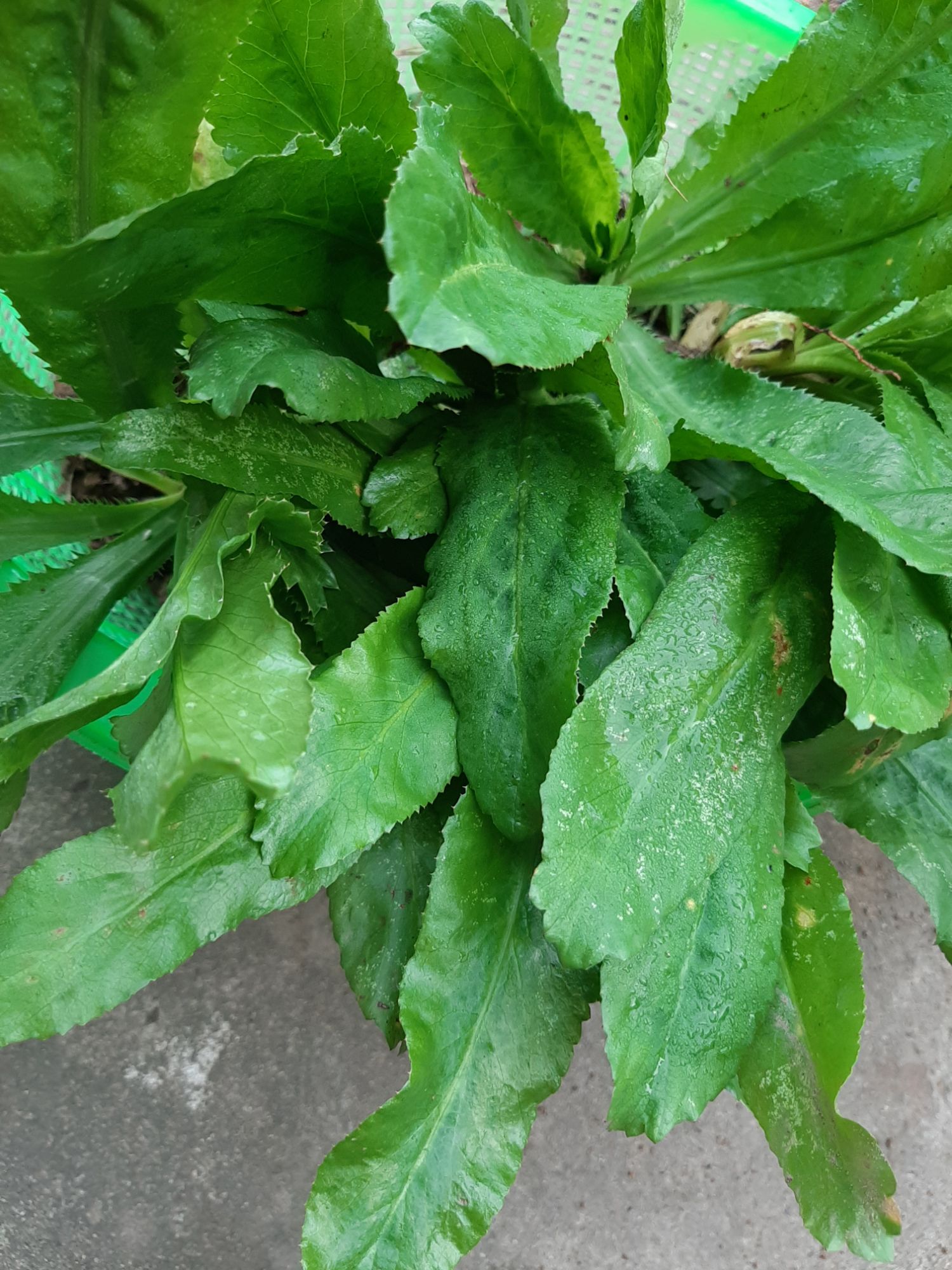 chậu 3 cây gia vị ngò gai ( ngò tàu)