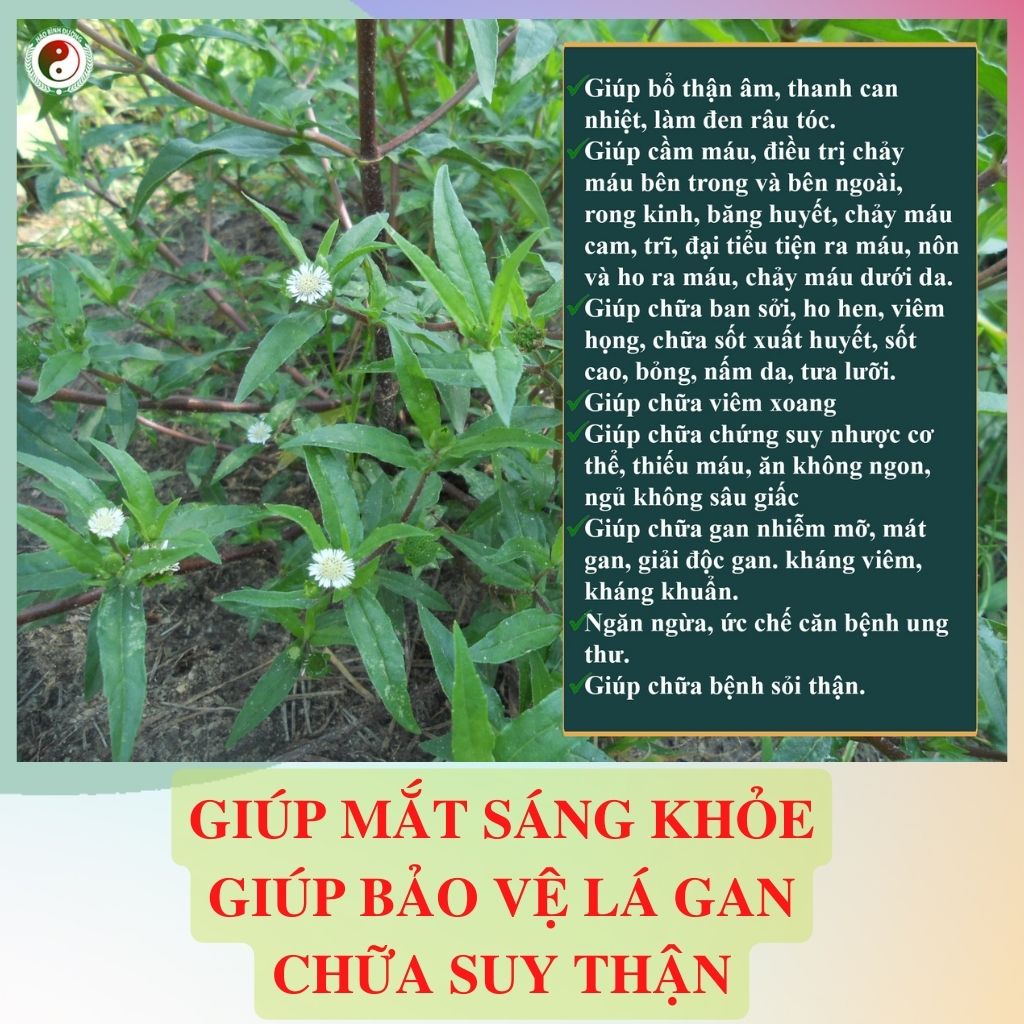 ✅[CHÍNH HÃNG] Cây Cỏ Mực Nhọ Nồi Khô Sạch 1kg