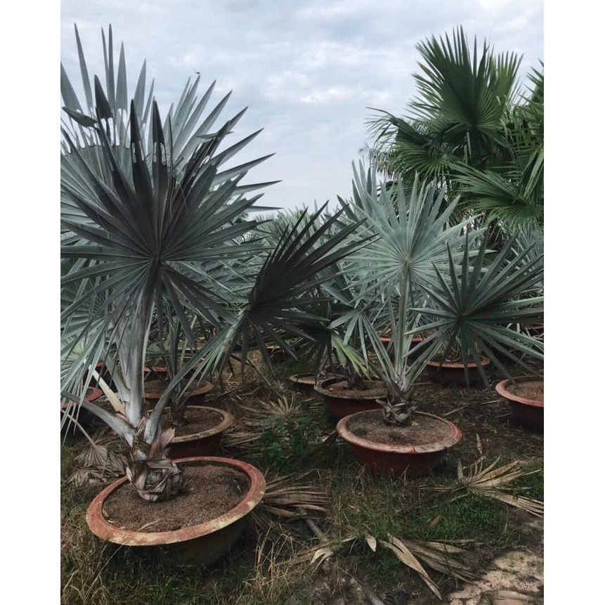 CÂY GIỐNG KÈ BẠC ( TRỒNG CHẬU ĐƯỢC )