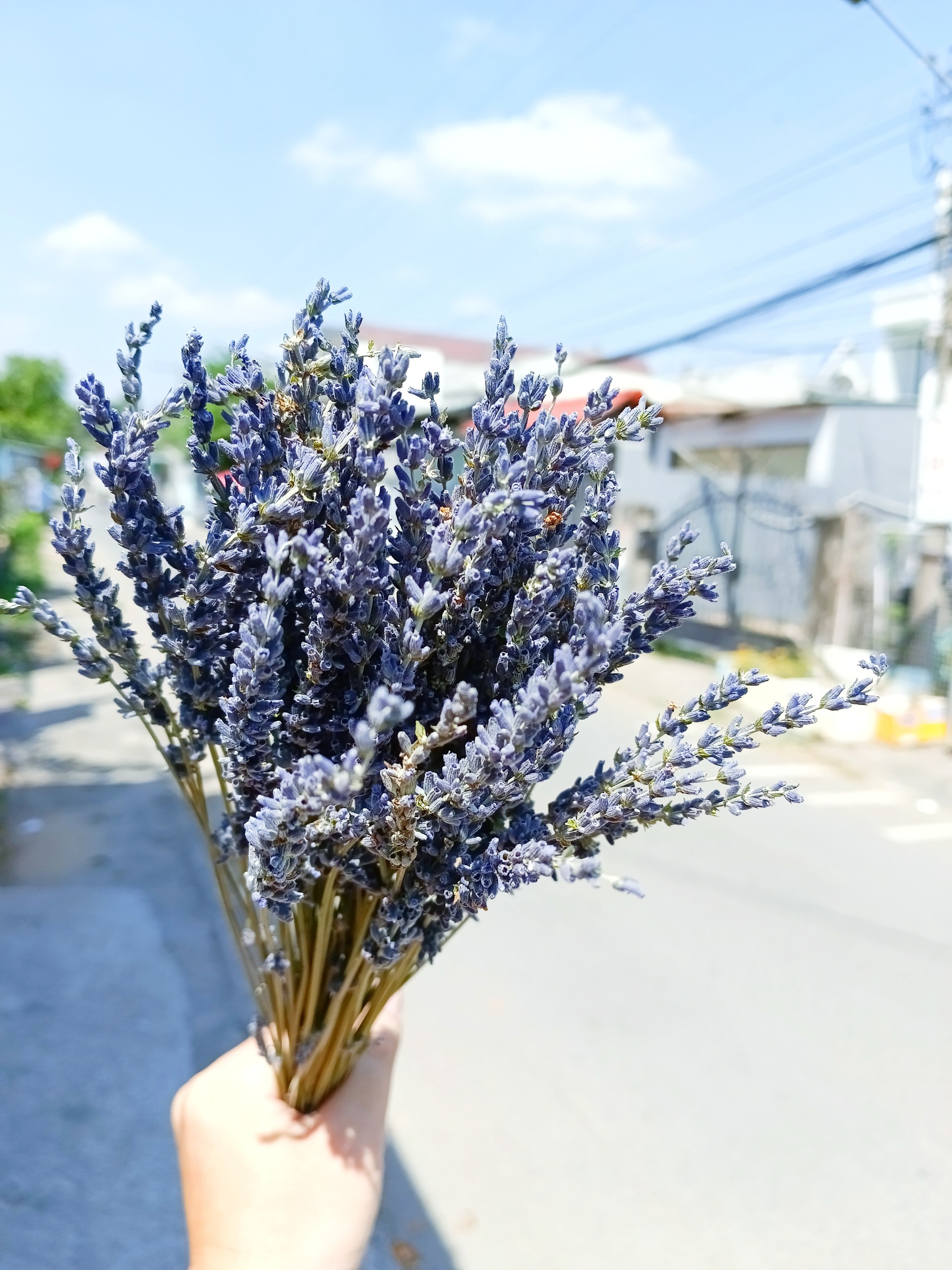 hoa khô - lavender, oải hương thơm ngát