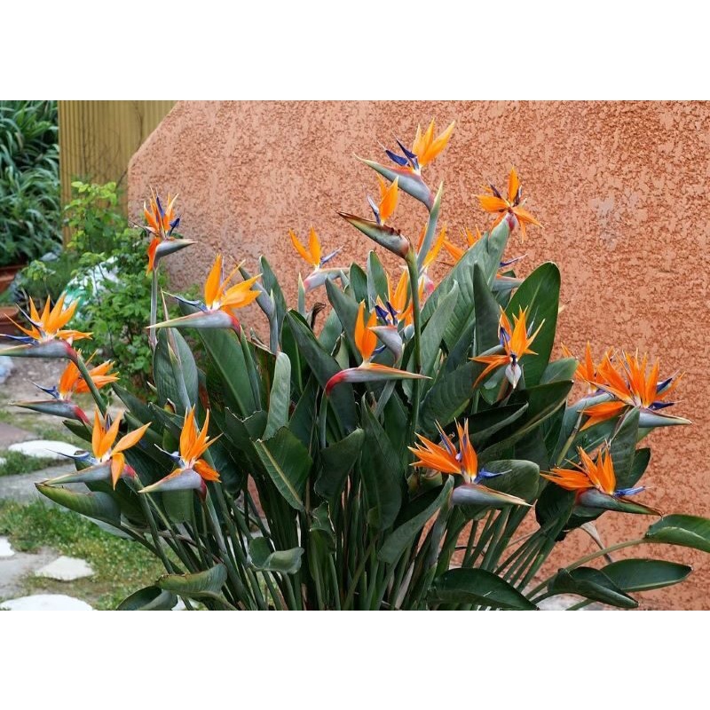 Cây thiên điểu - Strelitzia reginae