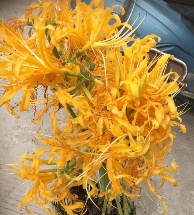 Củ giống hoa bỉ ngạn hoa màu vàng  1 củ