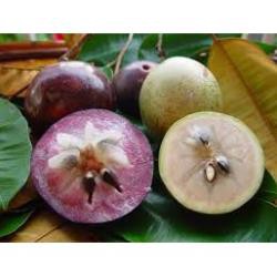 Cây giống Vú sữa Lò Rèn chuẩn