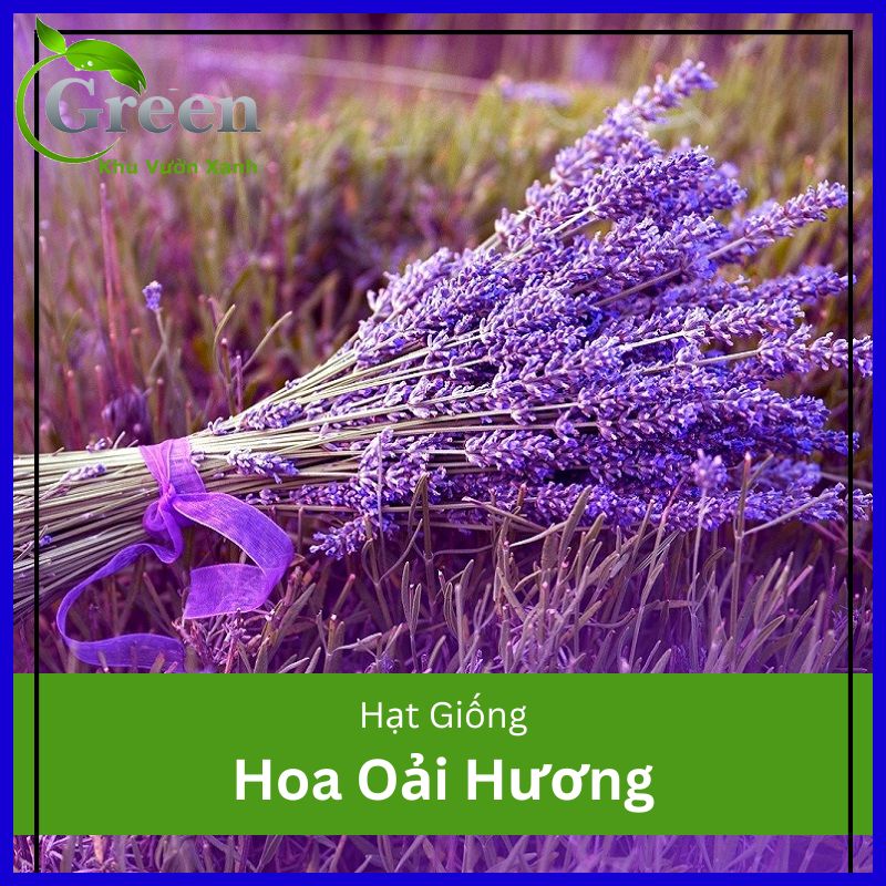 Hạt Giống Hoa Oải Hương Lavender Trồng Quanh Năm