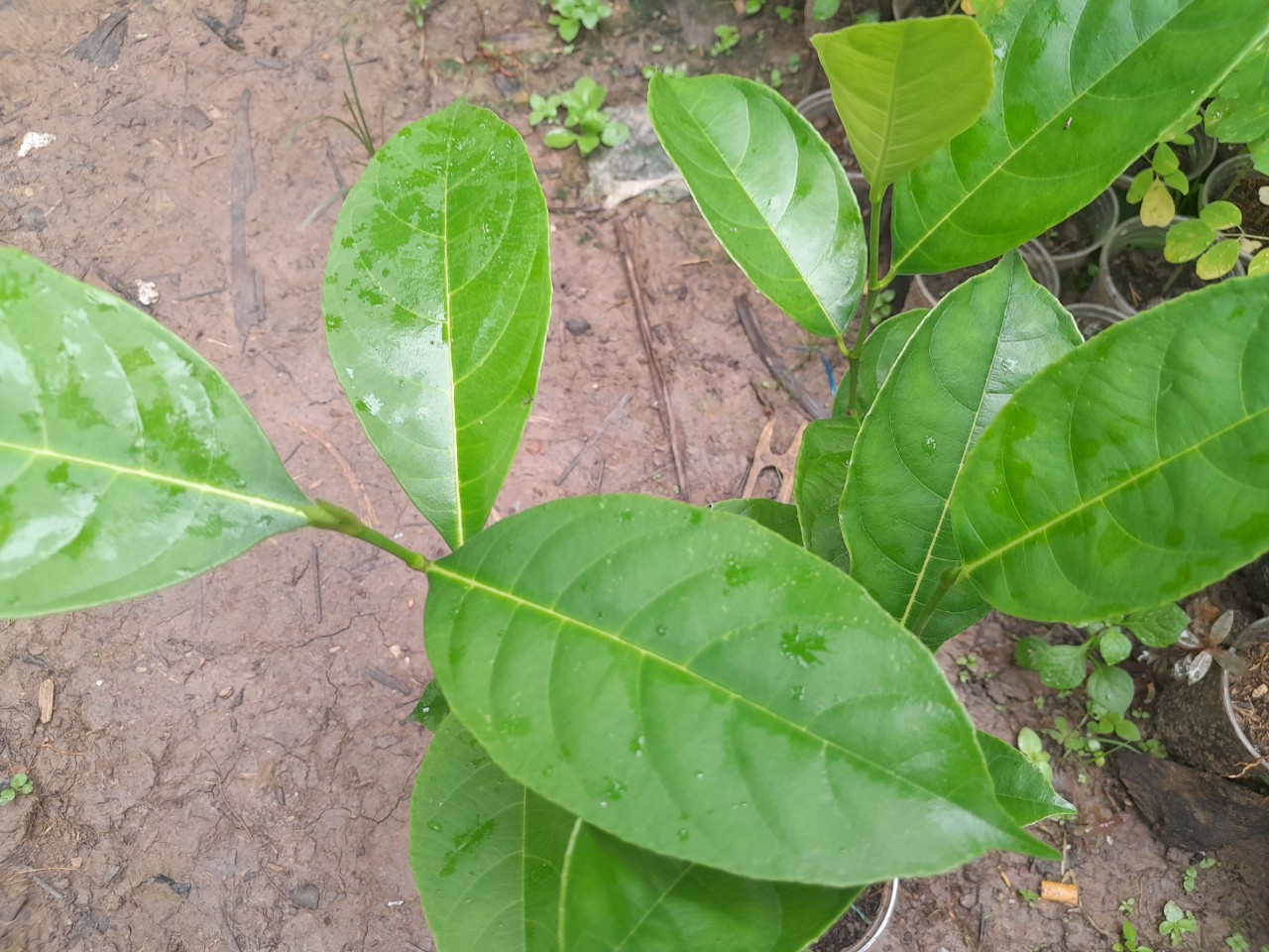 Cây Mít Thái giống, cây cao 25cm