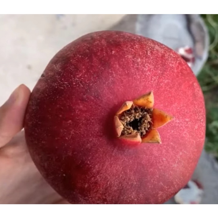 Cây Lựu Đen giống