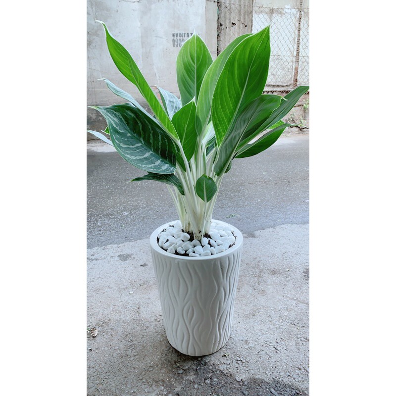 Chậu Cây Bạch Mã Hoàng Tử