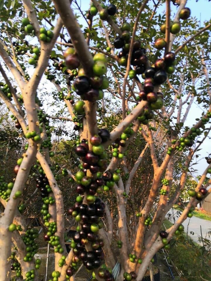 Nho thân gỗ tứ quý