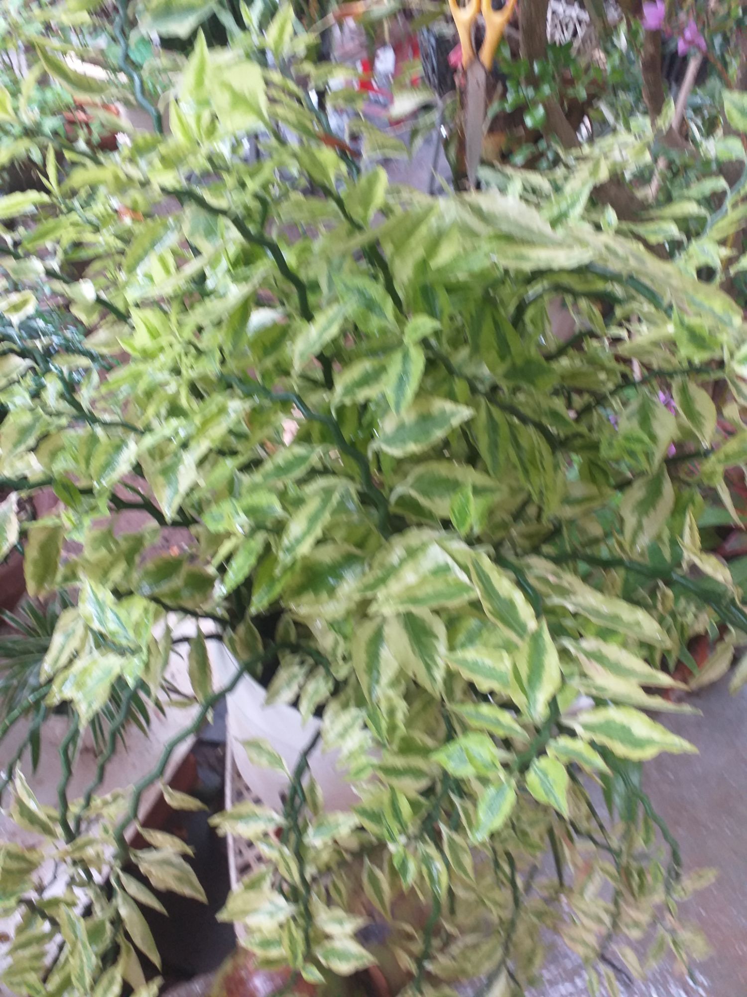 cây cẩm thạch tặng 1 chậu lan chi