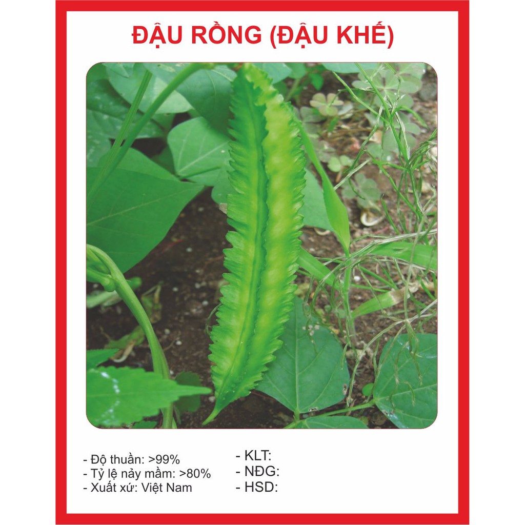 Hạt giống đậu rồng 5gram ~ 15 hạt