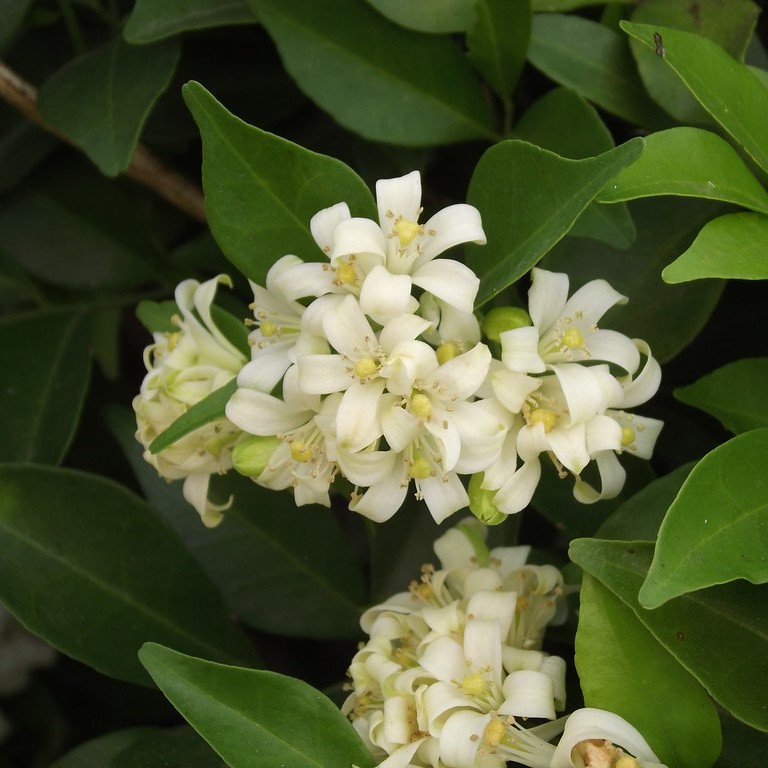 CÂY NGUYỆT QUẾ KHỎE MẠNH