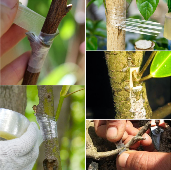 Băng ghép cây tự hủy 5cm, 7cm