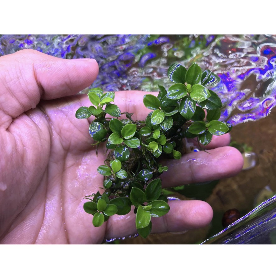 [Hoàn Tiền 10%] Cây Ráy Nana Petite Thái