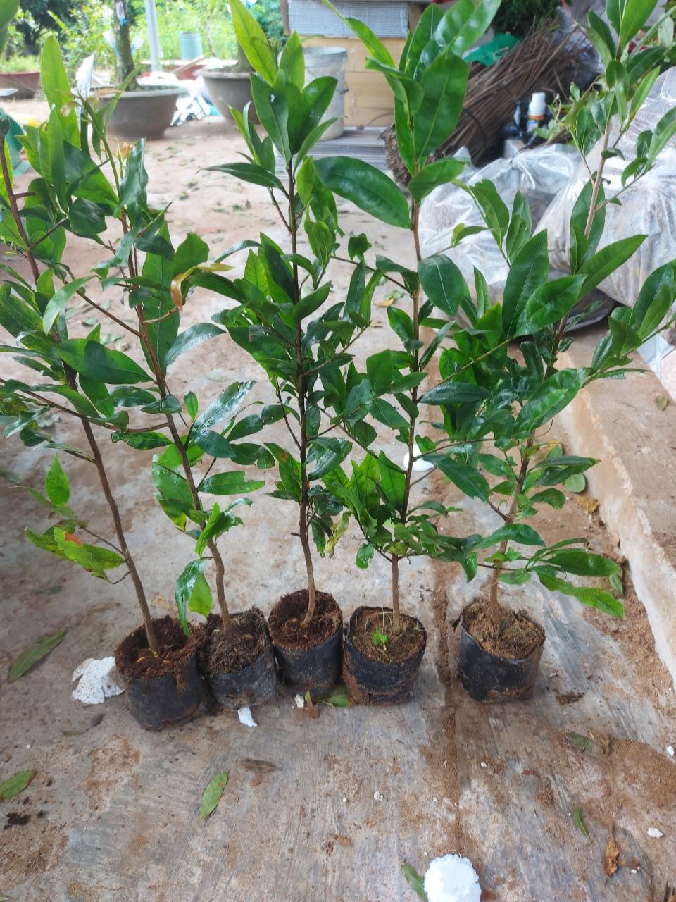 Cây Mai Con Quấn Rễ Trái Bí